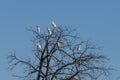 Flock of Cattle Egrets in bare tree Royalty Free Stock Photo