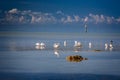 Small flock of white ibis fishing in the shallow waters off Key West