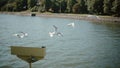 A small flock of white seagulls follows a boat flittering their wings in the air above it. Steadicam shot