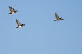 Small Flock of Wood Ducks Flying in a Blue Sky