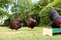 Small flock of Wyandotte domestic chickens seeing feeding in a private garden. Royalty Free Stock Photo