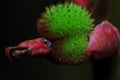 Small flower of Arbutus