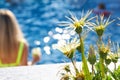 Small flower bed with flowers, some of which have bloomed, grows by the pool Royalty Free Stock Photo