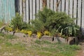 A small flower bed made of brown stones with green grass and yellow decorative vegetation Royalty Free Stock Photo