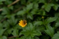 small flower blooming and revealing