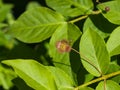 Small flower and bud on Spindle Tree, Euonymus Verrucosus, macro, selective focus, shallow DOF Royalty Free Stock Photo