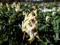 Small flower buds and flowers of early spring herbaceous plant Dutchman`s britches or Dutchman`s breeches Dicentra cucullaria