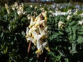 Small buds and flowers of the Dutchman\'s britches or Dutchman\'s breeches (Dicentra cucullaria)