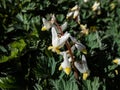 Small flower buds and flowers of early spring herbaceous plant Dutchman\'s breeches (Dicentra cucullaria)
