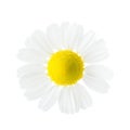 Small flower of Chamomile Matricaria chamomilla isolated on white background. Close-up