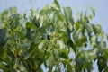 Small flower of Cinnamomum camphora tree Royalty Free Stock Photo