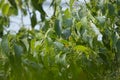 Small flower of Cinnamomum camphora tree Royalty Free Stock Photo