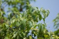 Small flower of Cinnamomum camphora tree Royalty Free Stock Photo