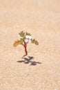 Small flower in a desert Royalty Free Stock Photo