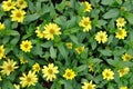 Small flower of feverfew