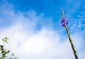 Small flower of four bath weed and blue sky background