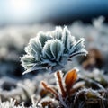 small flower in frost, freezing, frost, sunny day, high contrast