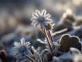 small flower in frost, freezing, frost, sunny day, high contrast