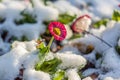 Small flower in a garden with ice