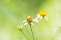 Small flower on green Royalty Free Stock Photo
