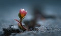 A small flower is growing out of a crack in the ground Royalty Free Stock Photo