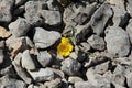 A small flower growing between the stones