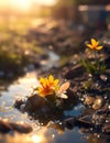 Small flower growing in rain-soaked soil illuminated by the light of the setting sun Royalty Free Stock Photo