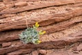 Small Flower Grows Out of Stack of Sandstone