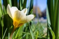 Creamy Crocus chrysanthus blooming on a loan on rural area. Royalty Free Stock Photo