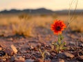 a small flower in the middle of the great desert