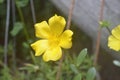 Small flower in nature background