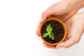 A small flower pot and green plant Royalty Free Stock Photo