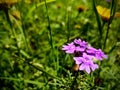 Purple colour flower