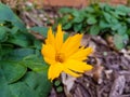 A small yellow flower with sharp looking peddles