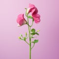 Lifelike Pink Sweet Pea Flower Sculpture On Pink Background