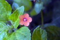 Small-flower sighted in remnant of Atlantic Forest