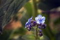 Small-flower sighted in remnant of Atlantic Forest