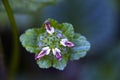 Small-flower sighted in remnant of Atlantic Forest