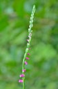 Small flower Spiranthes sinensis 3 Royalty Free Stock Photo