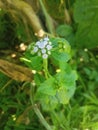 Small flower use to control blood flow when cut