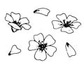 Small Flower vector Set. Black line art drawing of white petals. Outline illustration of spring sakura blossom. Hand Royalty Free Stock Photo