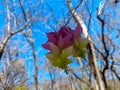 small flower of vivid colors born between dry trees