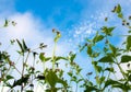 Small flower of weed and blue sky background Royalty Free Stock Photo