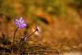 Small Flower In The Woods