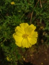 Small flower with yellow collor