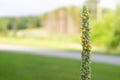 Small flowerd mullein