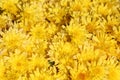 Garden Chrysanthemums Golden Daisy Background