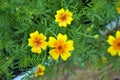 Small-flowered marigold flower close-up. Garden flower. Herbaceous plant with bright double flowers to decorate the garden flower Royalty Free Stock Photo