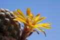 Flowering orange cactus Royalty Free Stock Photo