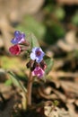 Lungwort Royalty Free Stock Photo